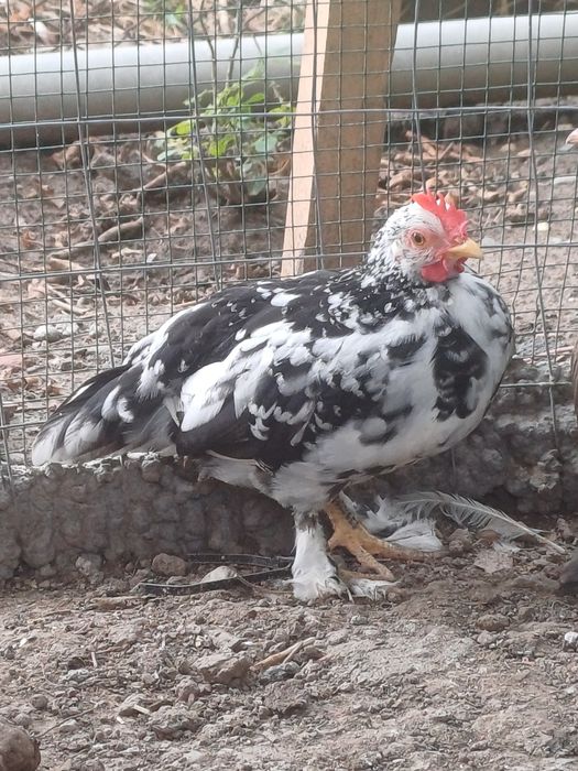 Vând cocoși pitici