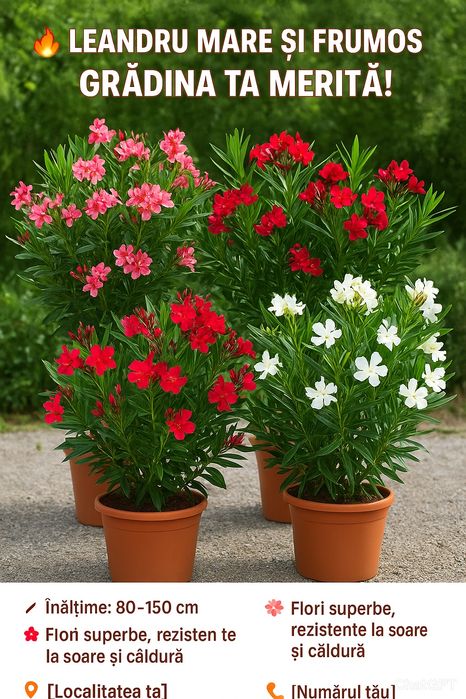 Plante de gradina - leandru – 80-150 cm
