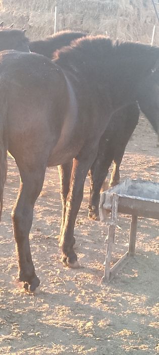 Лошади полторашки