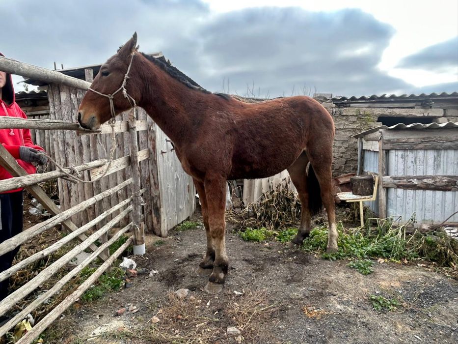 Дау Тай сатылады