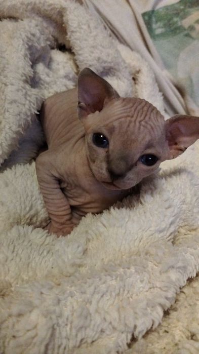 Продам котят породы канадский сфинкс