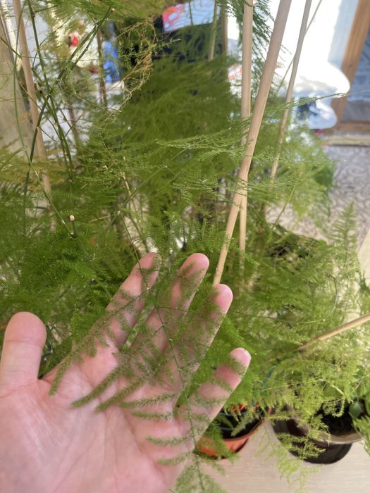 Цветы бесплатно