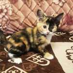 Умненький котенок девочка на счастье и удачу