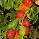 Pomi Fructiferi Columnari (Nectarin )