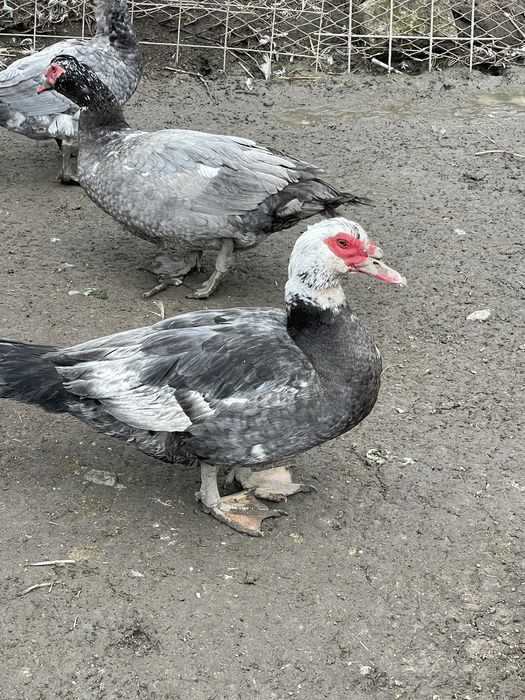 Vand ratoi rasa muta,familii si oua Sussex,Plymouth alb,Australorp.