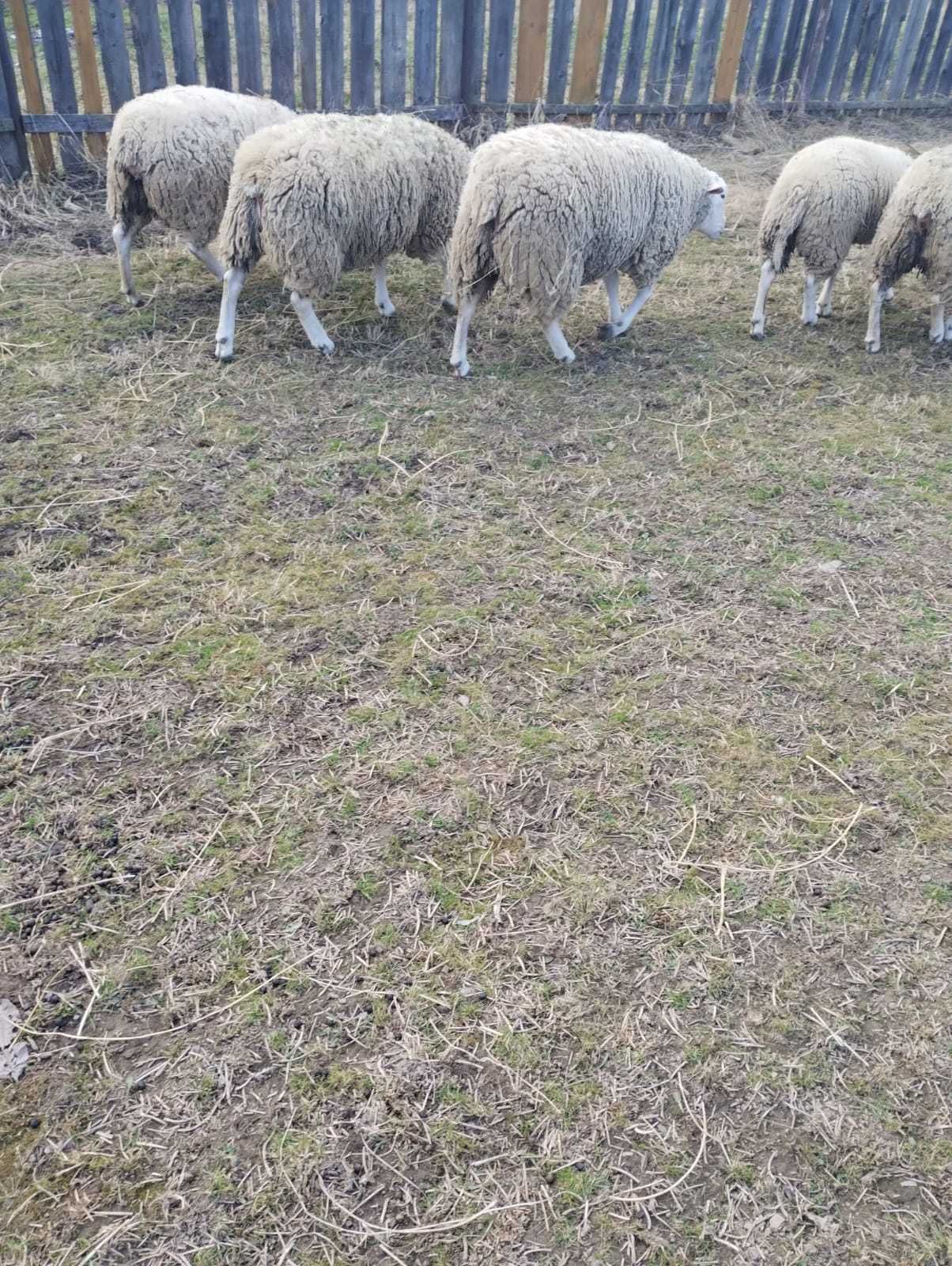 berbec rasă texel