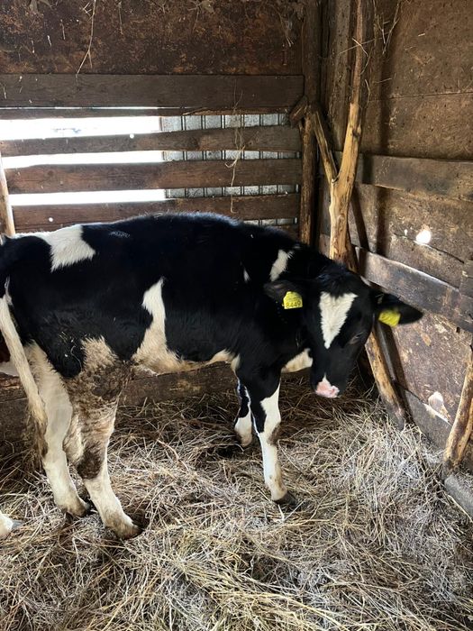 Vând 2 juninci bălțate cu negru