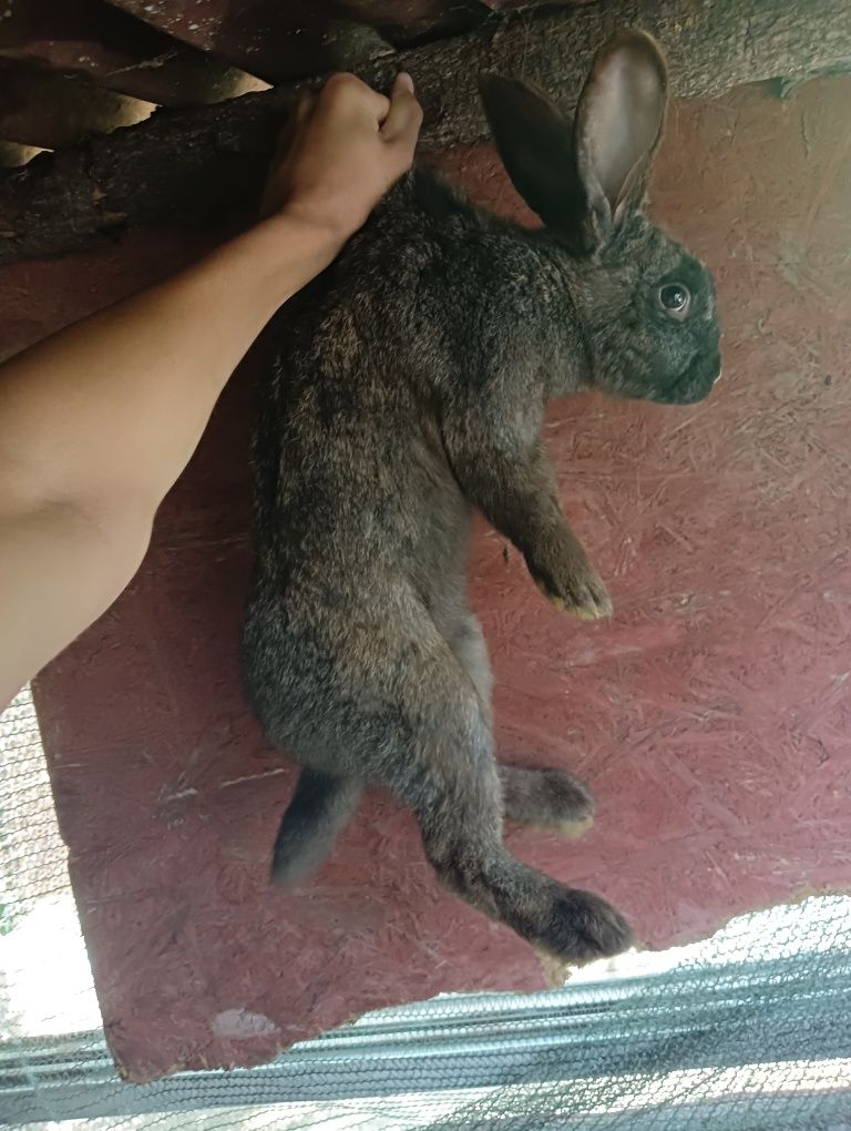 Iepuri de vânzare sunt trei iepuroaice