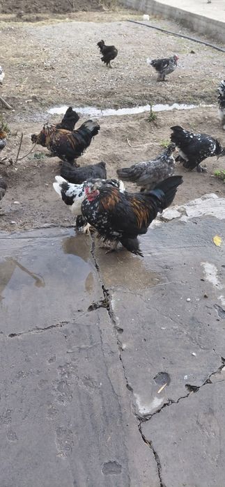 ЯПОНСКИЙ 5-Месяц 35-шт