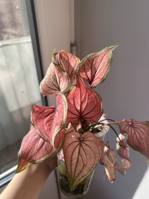 Каладиум карибские кораллы и белый