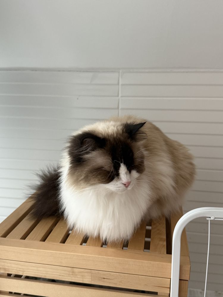 Подарявам коте - порода Ragdoll, момиче, на 4 години