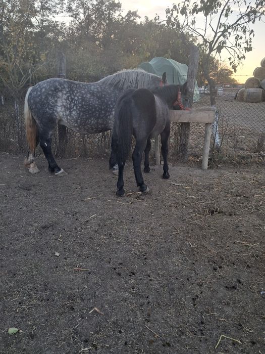 Iapă cu manz 4/5ani ,gestanta.