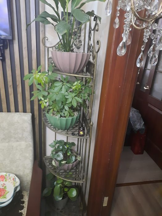 Продам зимний сад 4 болшие подставки 40 видов болших цветов