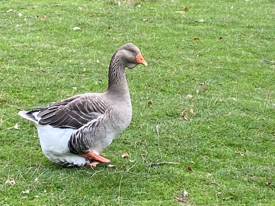 Gâște Toulouse/Emden
