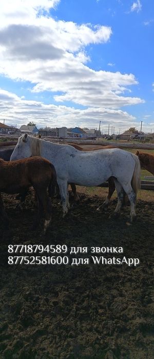 Бие жабағысымен. Кобыла с жеребенком