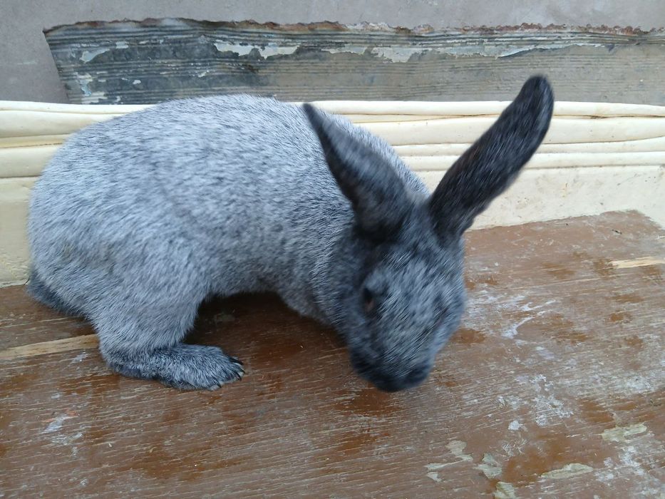 Paltaviskiy serebro erkak sotiladi