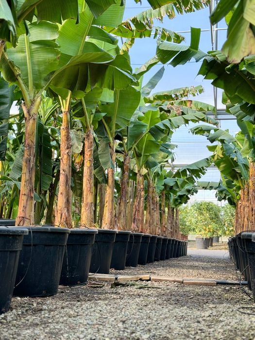 Vand bananieri, banan ( plante exotice în România  ) palmieri, cycasi