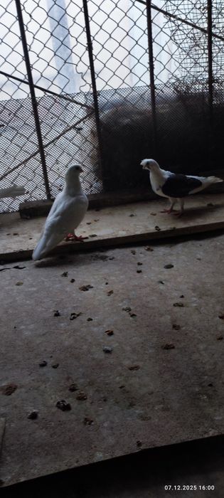 Продаются голуби по 100т