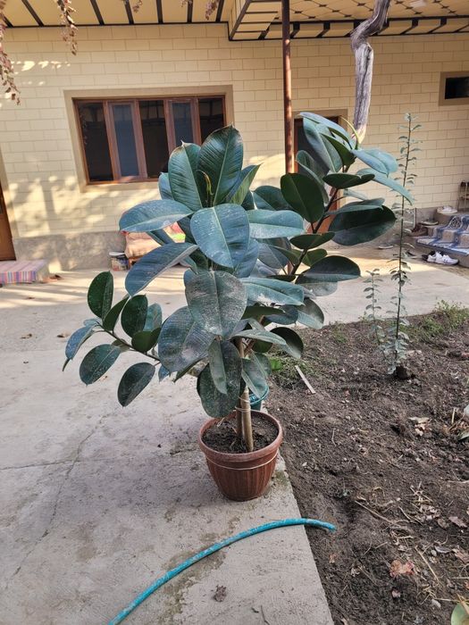 Фикус сотилади почти 2 метра