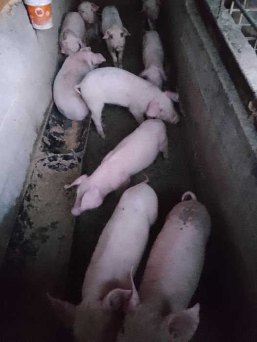 Cereale de anul acesta