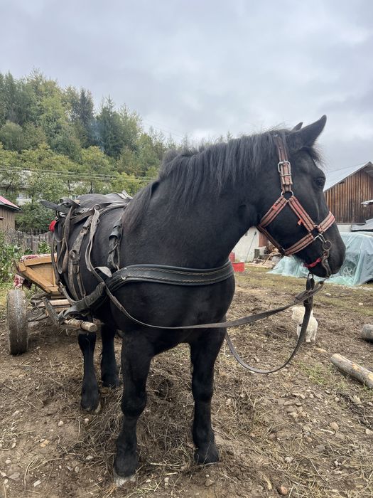 Vand iapa de 3-4 ani