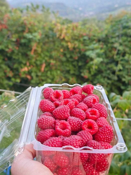 Plante/Butasi Zmeura si Mur de vanzare