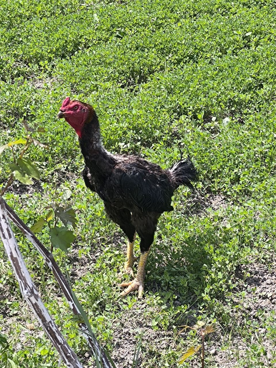 Dakan xoʻroz sotiladi