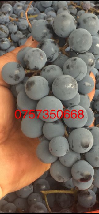 Struguri de vin diferite soiuri