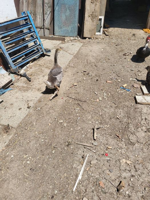 Vând gaste tinere de taiat sau de tinut