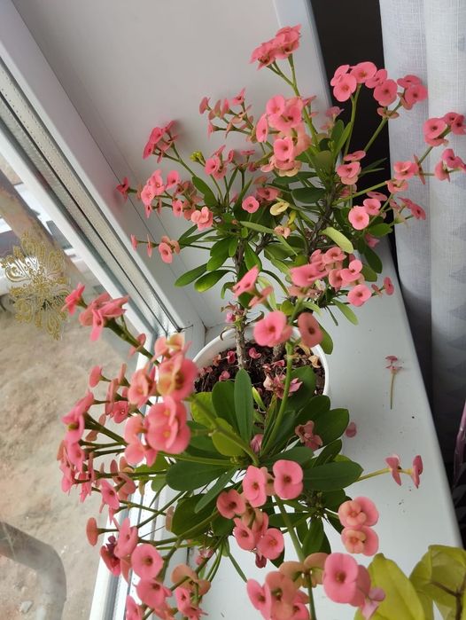 Продам цветы комнатные