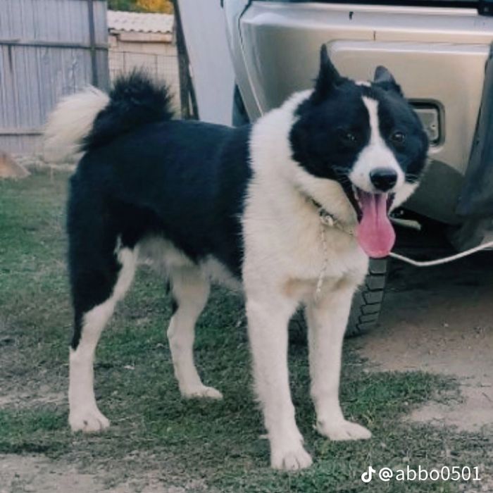 Вязка русский европейский лайки