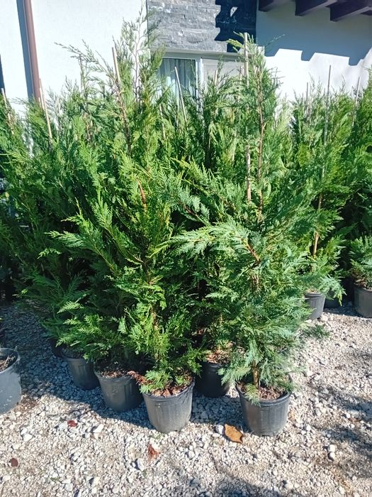 Vând chiparos leylandi la ghiveci