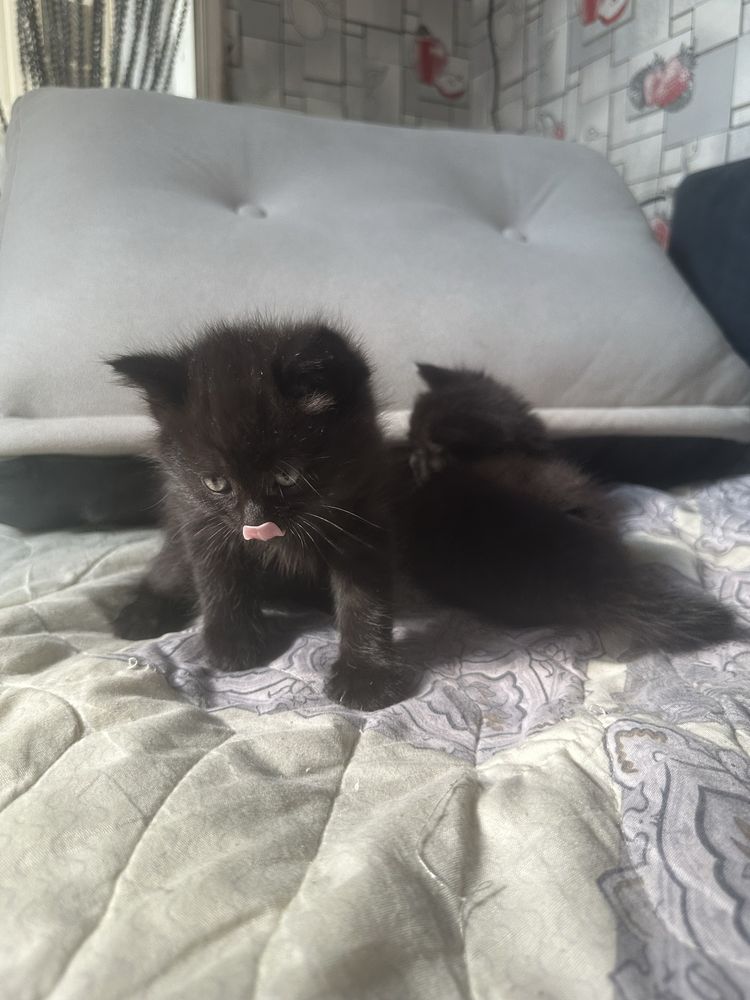 Британские кошки