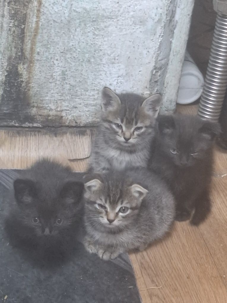 Отдам котят котят