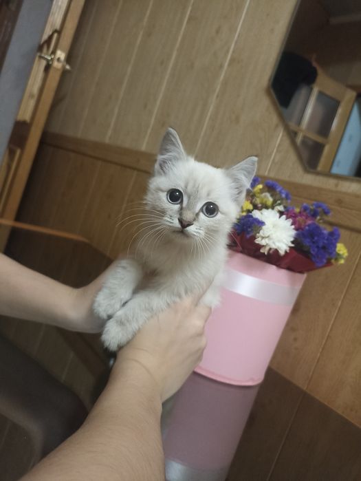 Отдам кошечку в добрые руки