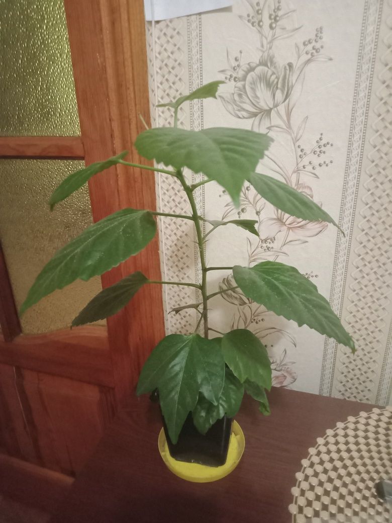 Продам гибискус розу