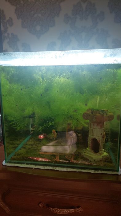 Аквариумные растения