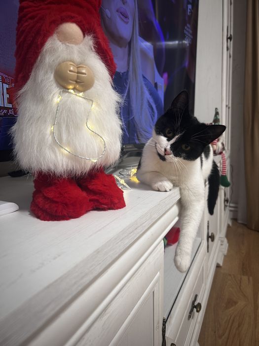 Pisicuță spre adopție. BOTOŞANI.