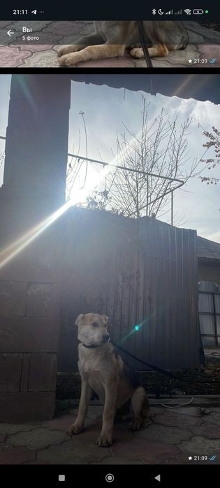 Алабай щенок 3 5 месяц