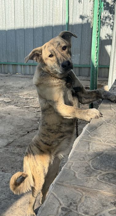 Отдам собаку в хорошие руки