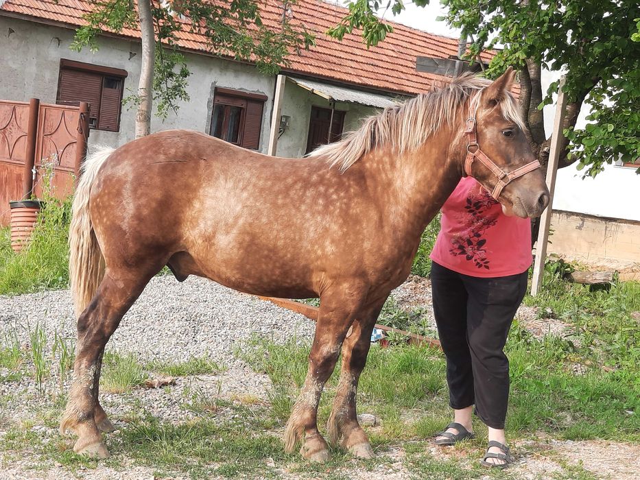 Manz de 10 luni ,nepot din Bruno, mama romaneasca ,