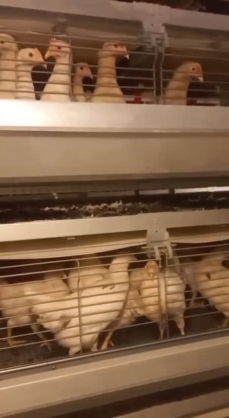 Loman sendi toviqlari sotiladi