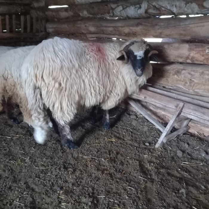 De vânzare berbec mior!