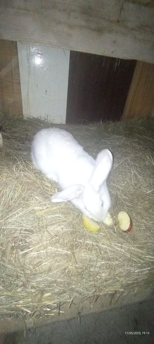 Iepurita tanara de vanzare