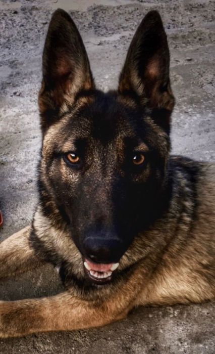 Donez Ciobanesc Belgian(Malinois)