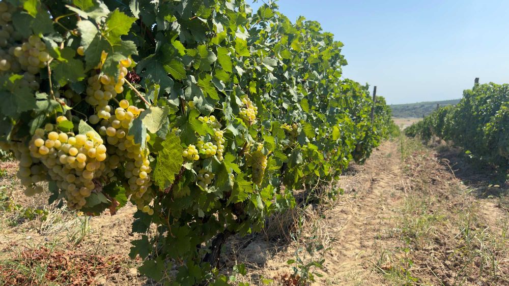 Struguri de Vanzare - De Vin sau de Masa - de la PRODUCATOR
