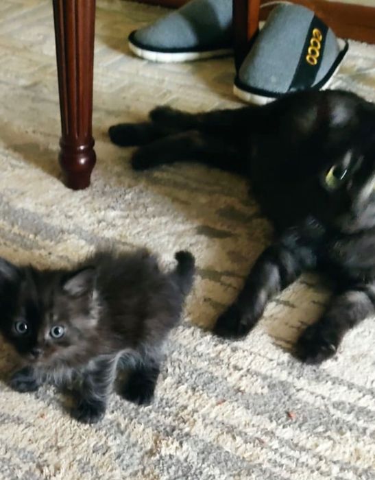 Котята в добрые руки