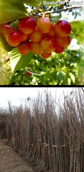 Peri-pomi fructiferi