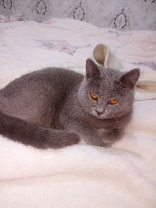 Kafolat beramiz  emlangan zotor yovoyi bas yuvosh aqili gapga tushunad