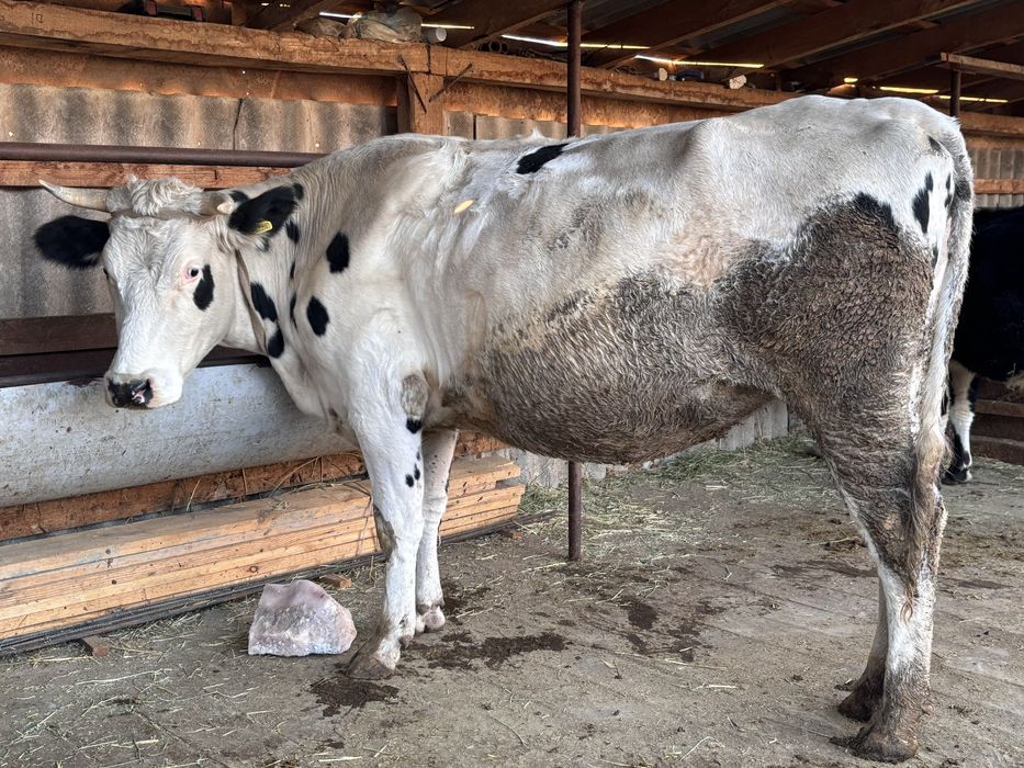 Сыйырбірінші тума бұзауымен сатылады